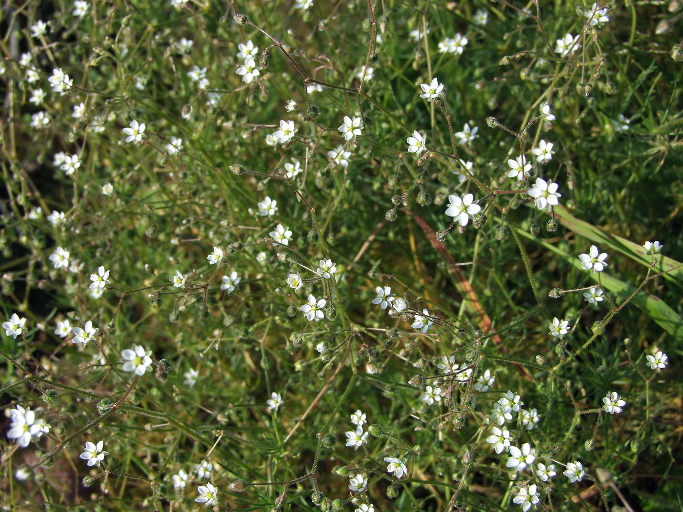 Image of Spergula arvensis specimen.