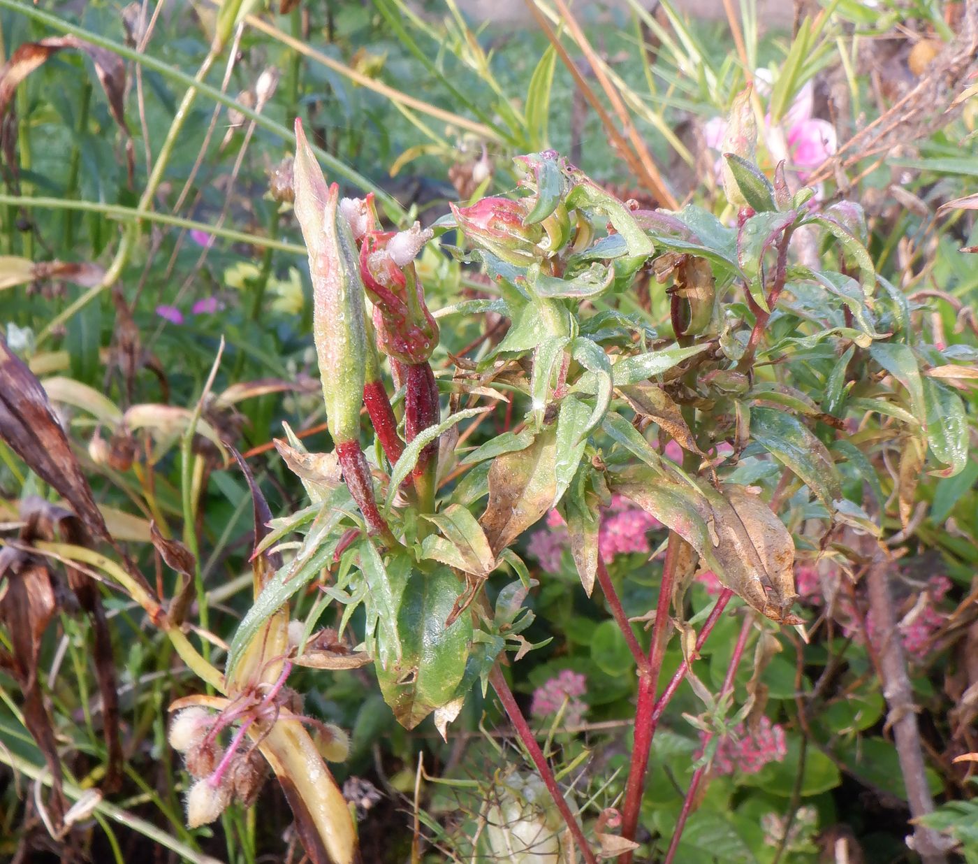 Изображение особи Clarkia amoena.