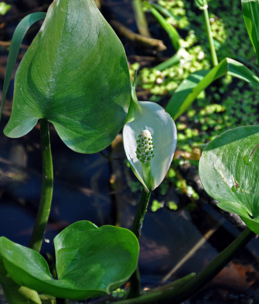 Image of Calla palustris specimen.