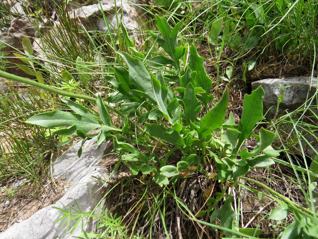 Image of Winklera patrinoides specimen.