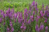 Lythrum salicaria