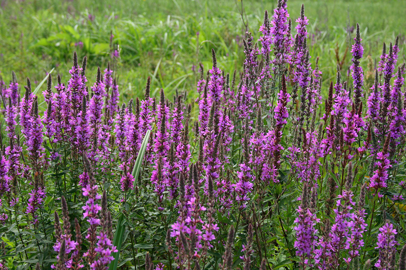 Image of Lythrum salicaria specimen.