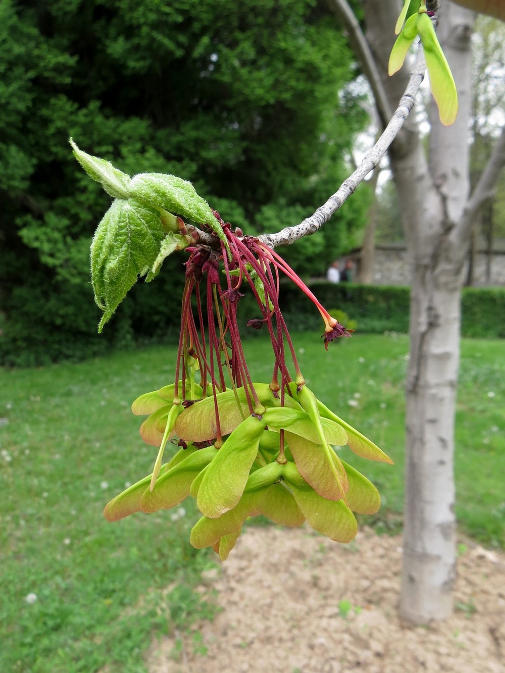 Image of genus Acer specimen.