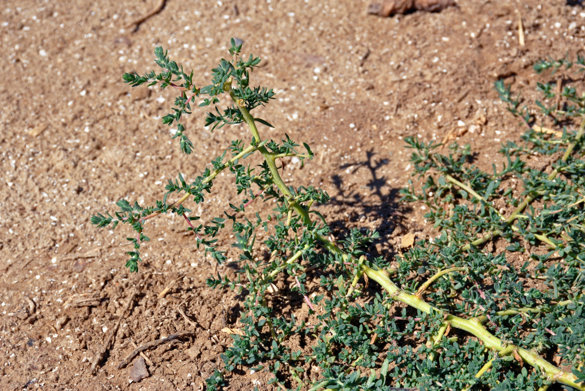 Изображение особи Bassia hyssopifolia.