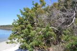 Banksia serrata. Плодоносящее дерево. Австралия, штат Квинсленд, о. Фрейзер, берег пресного озера Birrabeen. 11.08.2013.