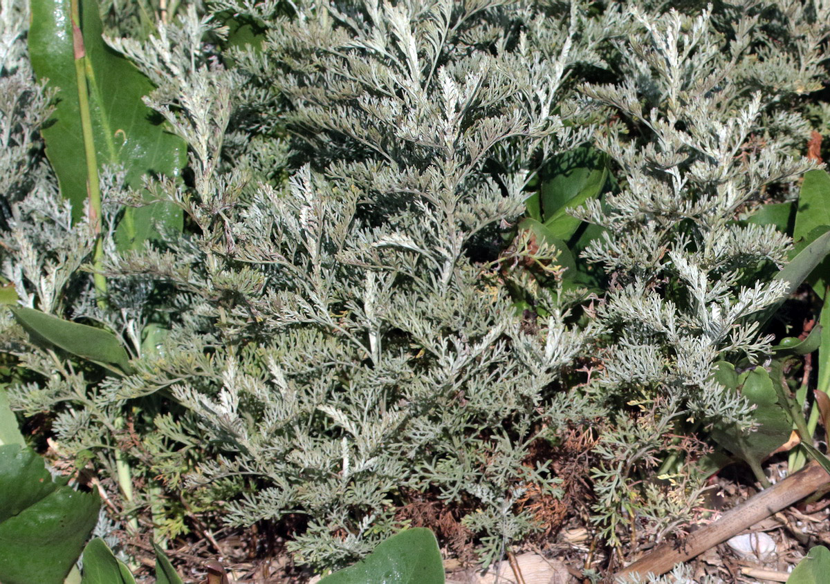 Image of genus Artemisia specimen.