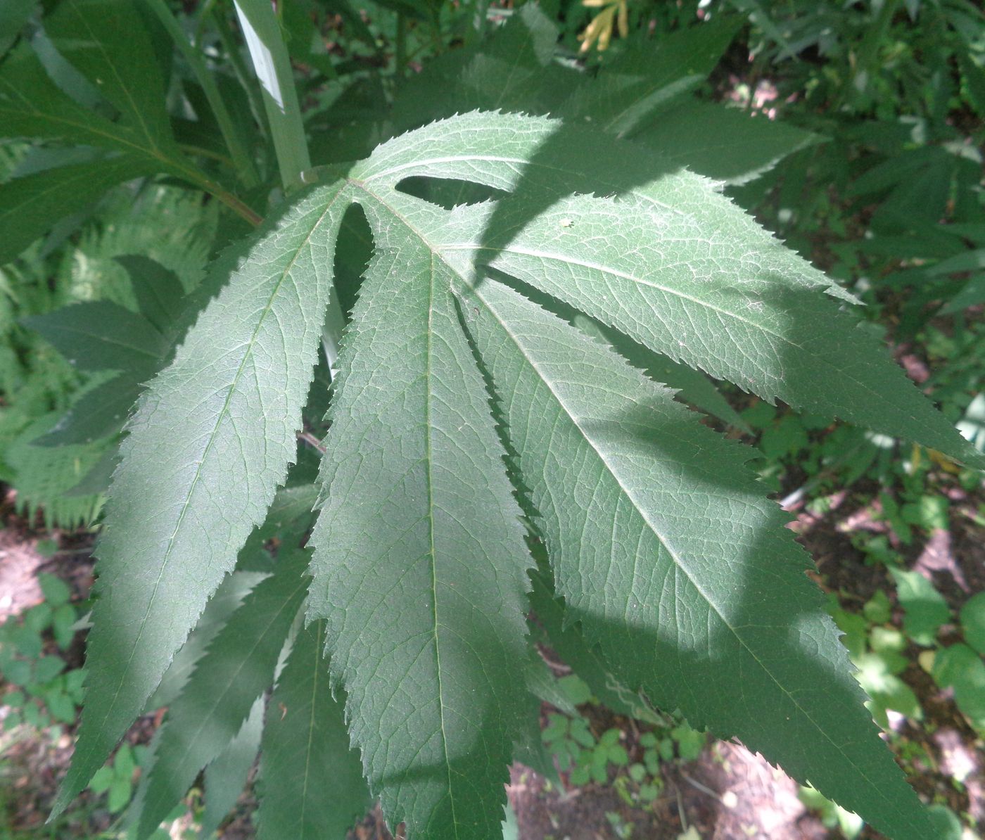 Image of Senecio cannabifolius specimen.