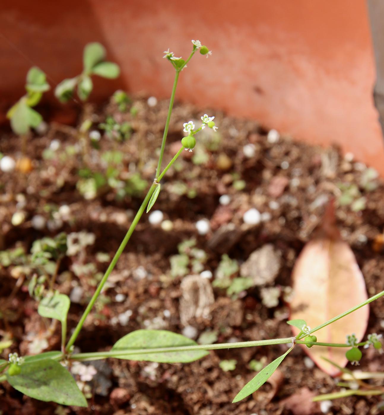 Image of Euphorbia graminea specimen.