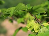 Ulmus macrocarpa