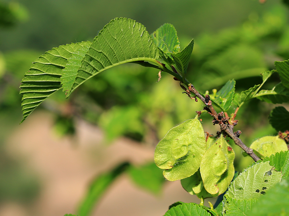 Image of Ulmus macrocarpa specimen.