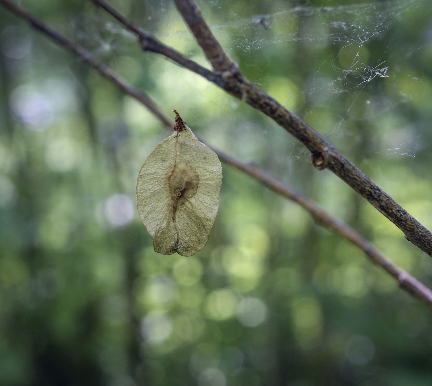 Изображение особи Ulmus glabra.