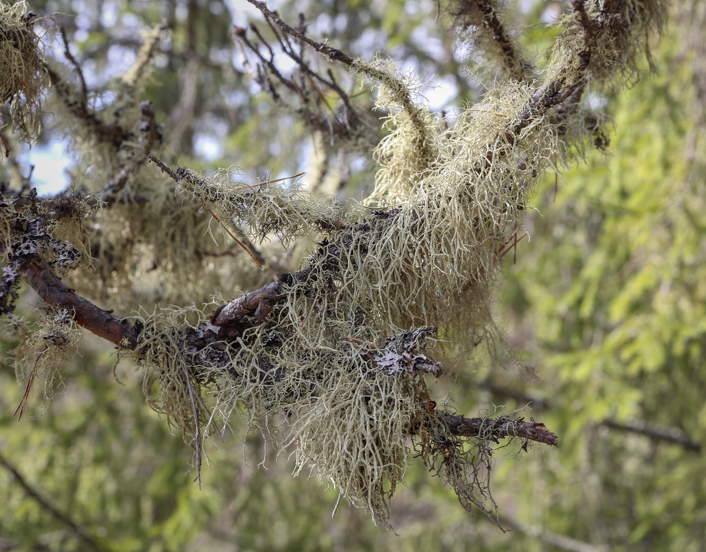 Image of Evernia mesomorpha specimen.