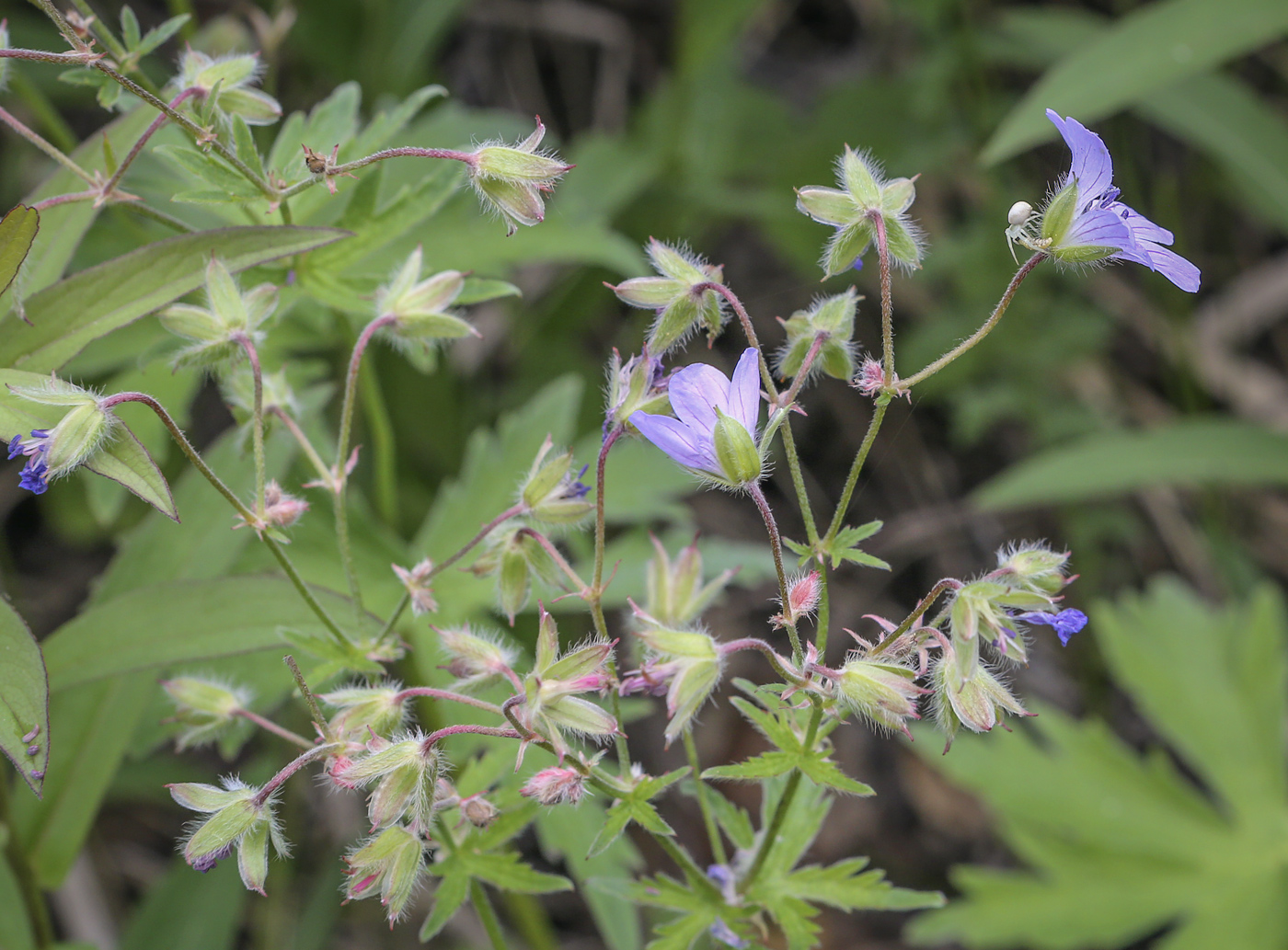 Image of Geranium igoschinae specimen.