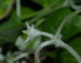 Dichondra argentea