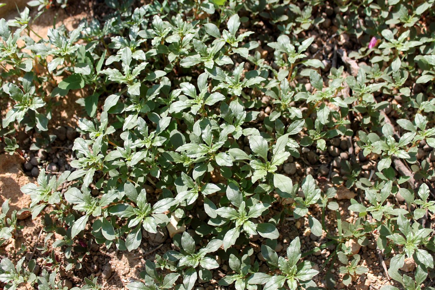 Image of Amaranthus albus specimen.