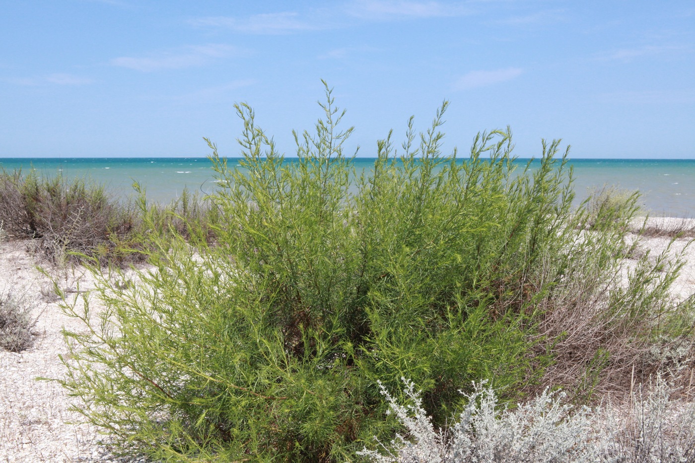 Изображение особи Artemisia arenaria.