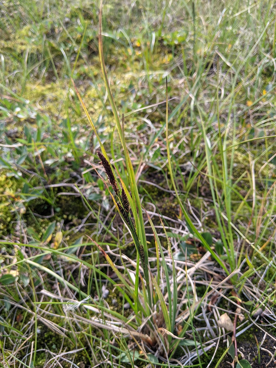 Изображение особи Carex nigra.