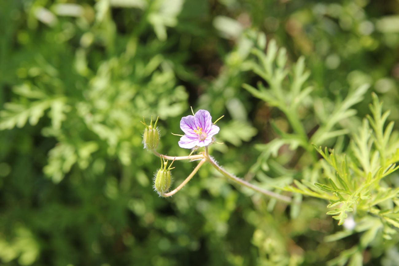 Image of Erodium stephanianum specimen.