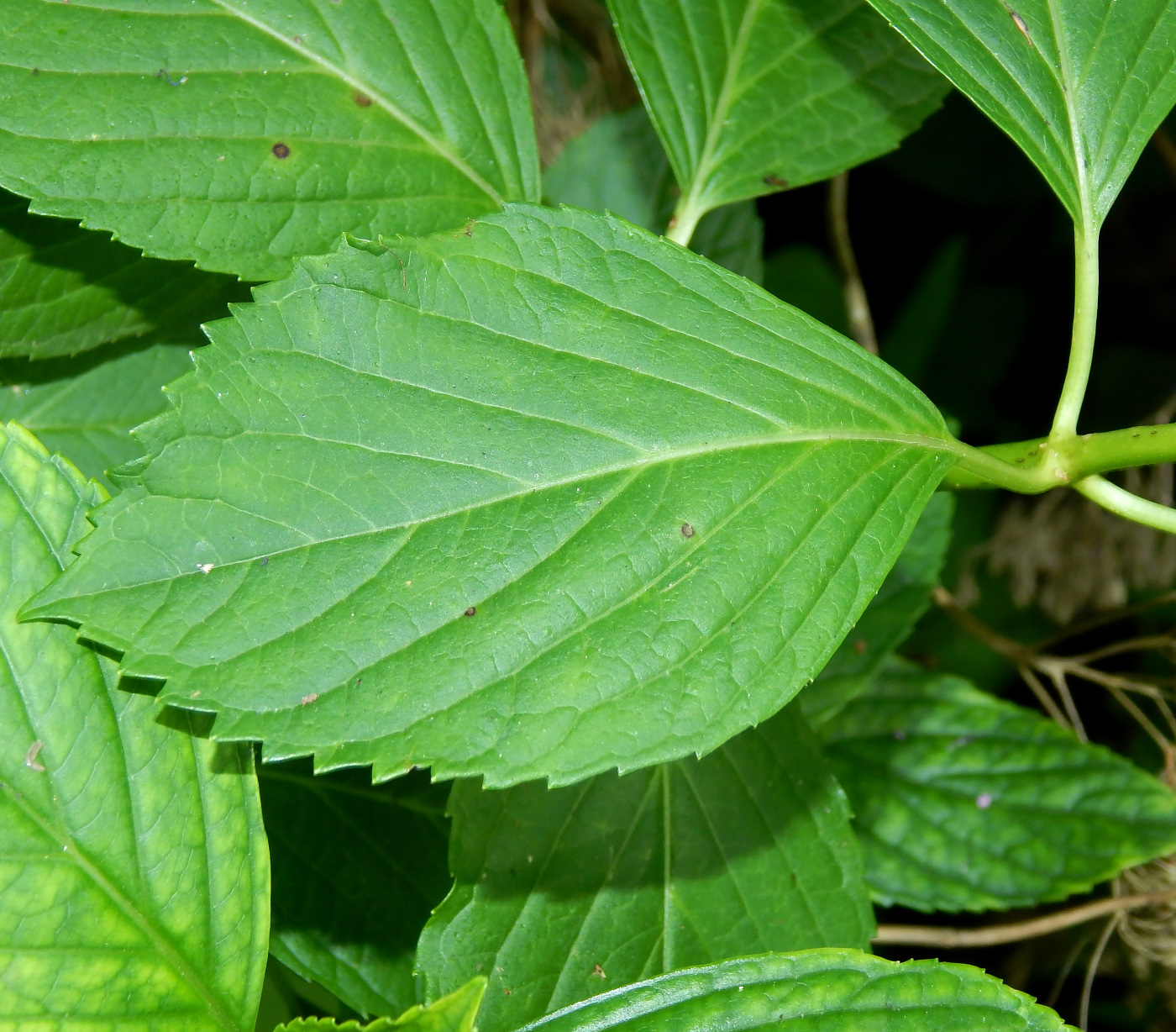 Image of Hydrangea macrophylla specimen.