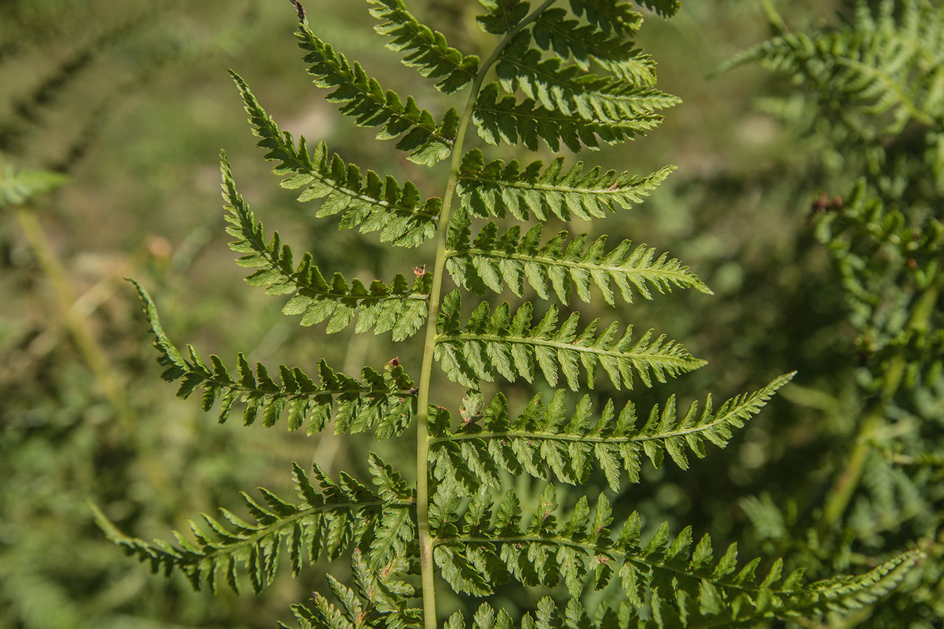 Изображение особи Athyrium distentifolium.