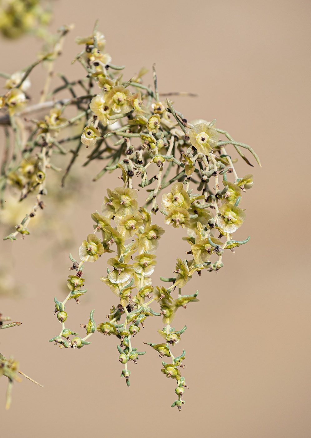 Изображение особи Salsola richteri.