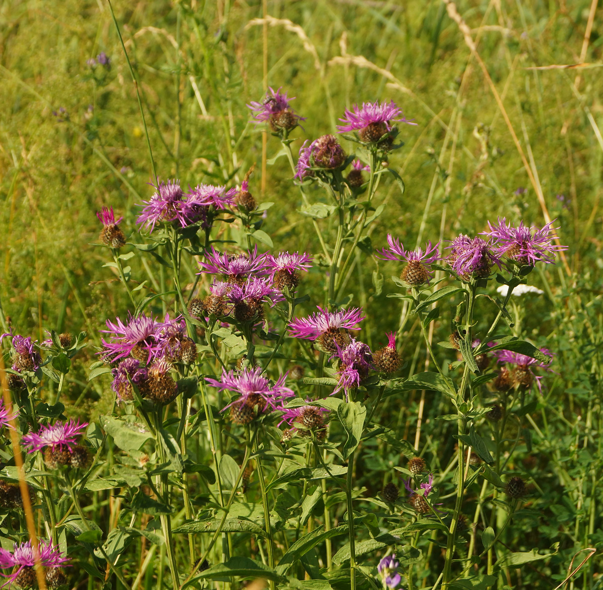 Image of Centaurea pseudophrygia specimen.