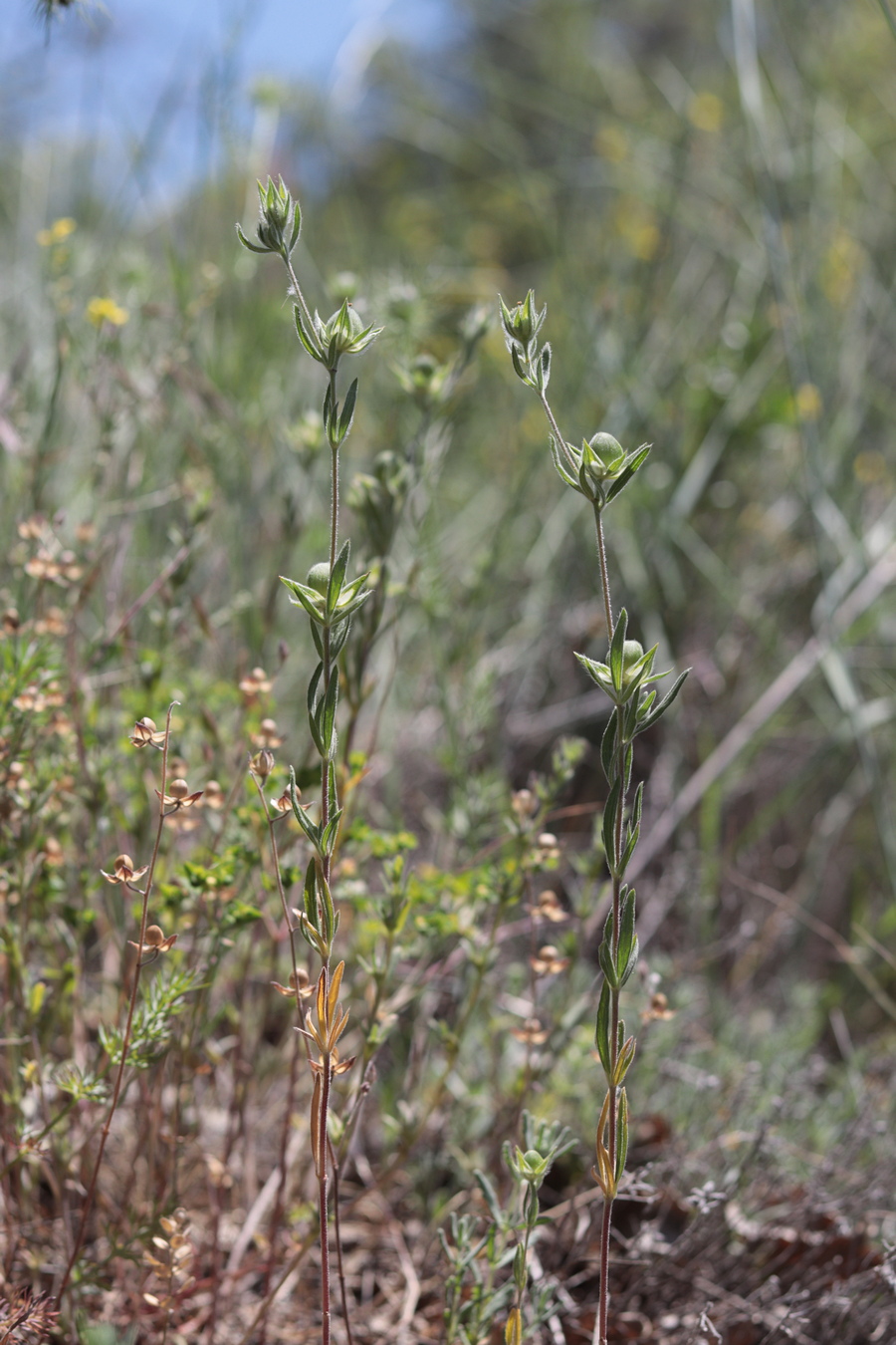 Image of Helianthemum lasiocarpum specimen.