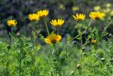 Glebionis coronaria