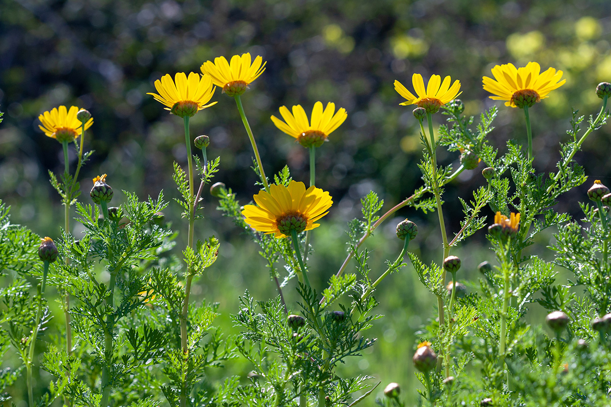 Изображение особи Glebionis coronaria.