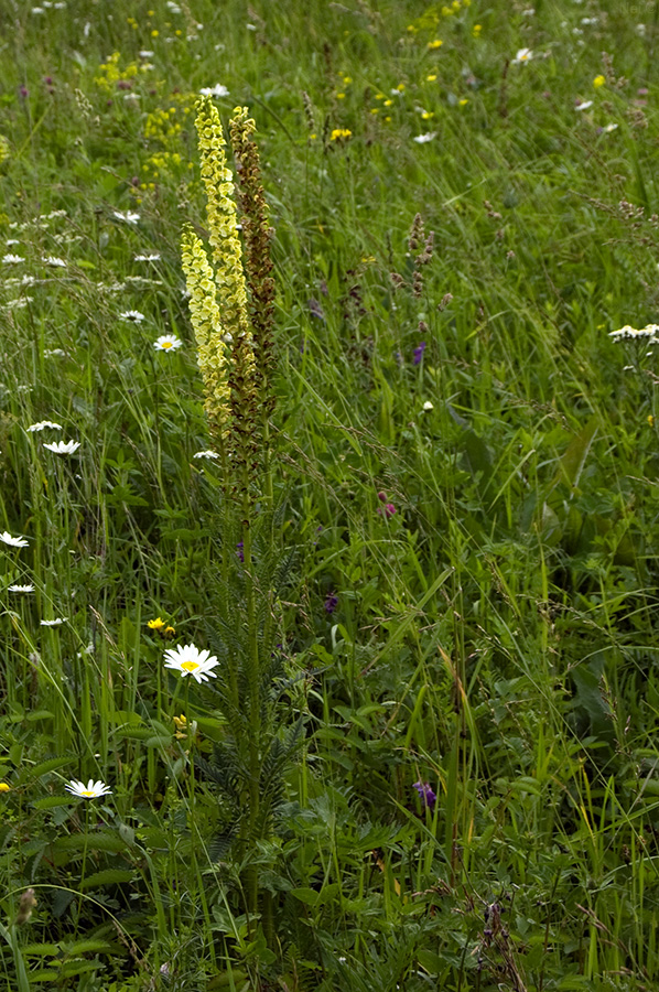 Изображение особи Pedicularis incarnata.