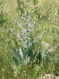 Salvia aethiopis. Зацветающее растение. Крым, Керченский п-ов, Ленинский р-н, окр с. Осовины, мыс Газан, верхняя терраса приморского склона, степь. 28.05.2021.