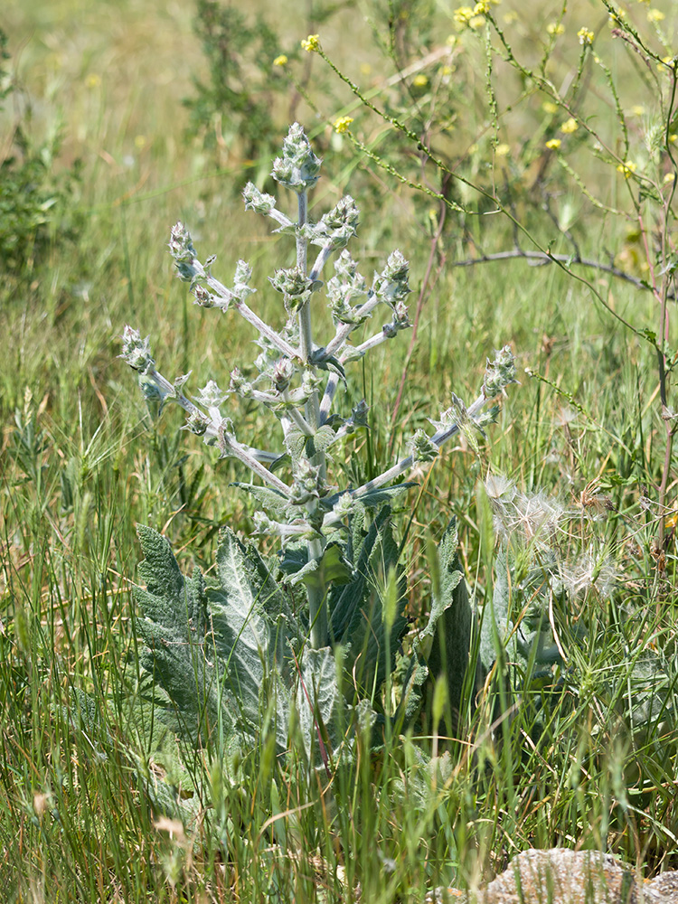 Изображение особи Salvia aethiopis.