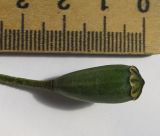 Papaver tichomirovii