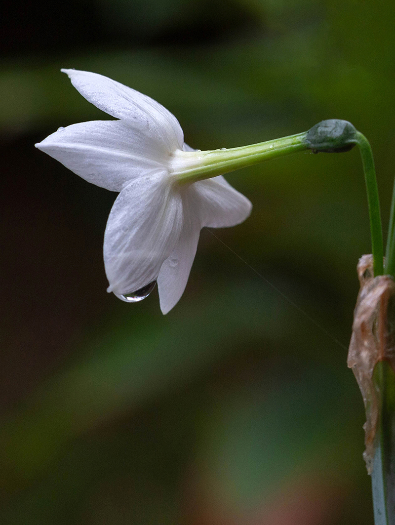 Изображение особи род Narcissus.