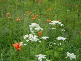 Achillea impatiens