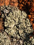 Lecanora muralis