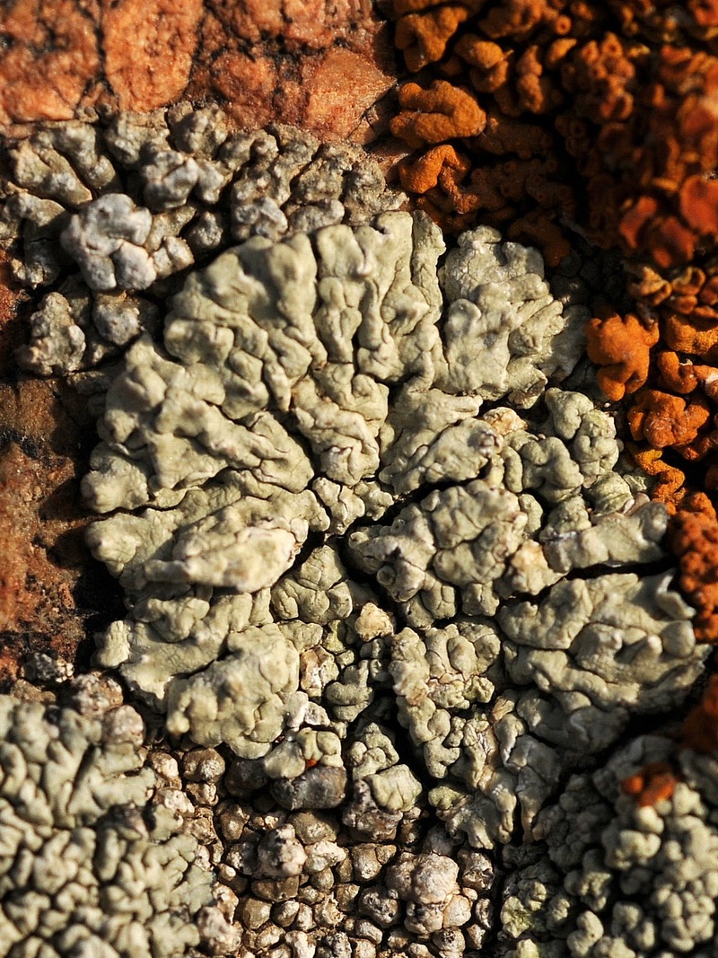 Изображение особи Lecanora muralis.