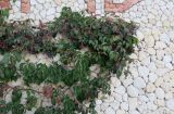 Parthenocissus quinquefolia. Побеги плодоносящего растения на вертикальной стенке здания. Болгария, Бургасская обл., г. Несебр, Старый Несебр, в культуре. 12.09.2021.