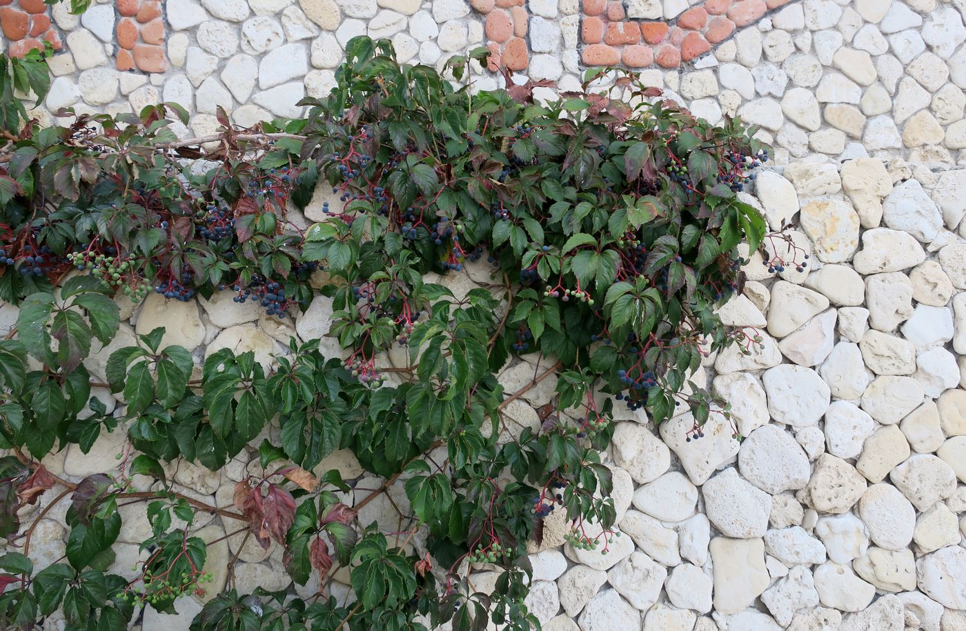 Изображение особи Parthenocissus quinquefolia.