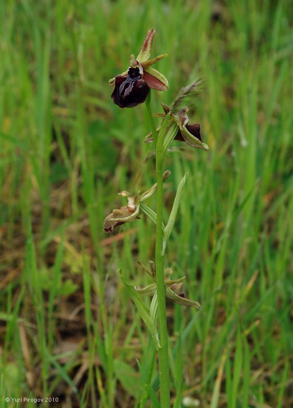 Image of Ophrys mammosa specimen.