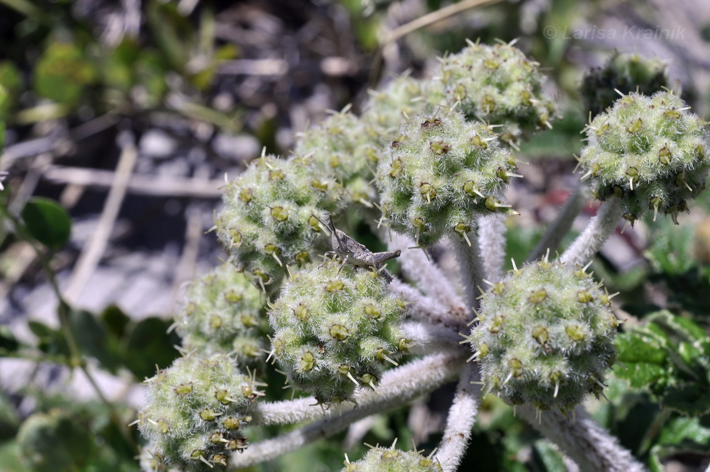 Image of Glehnia litoralis specimen.