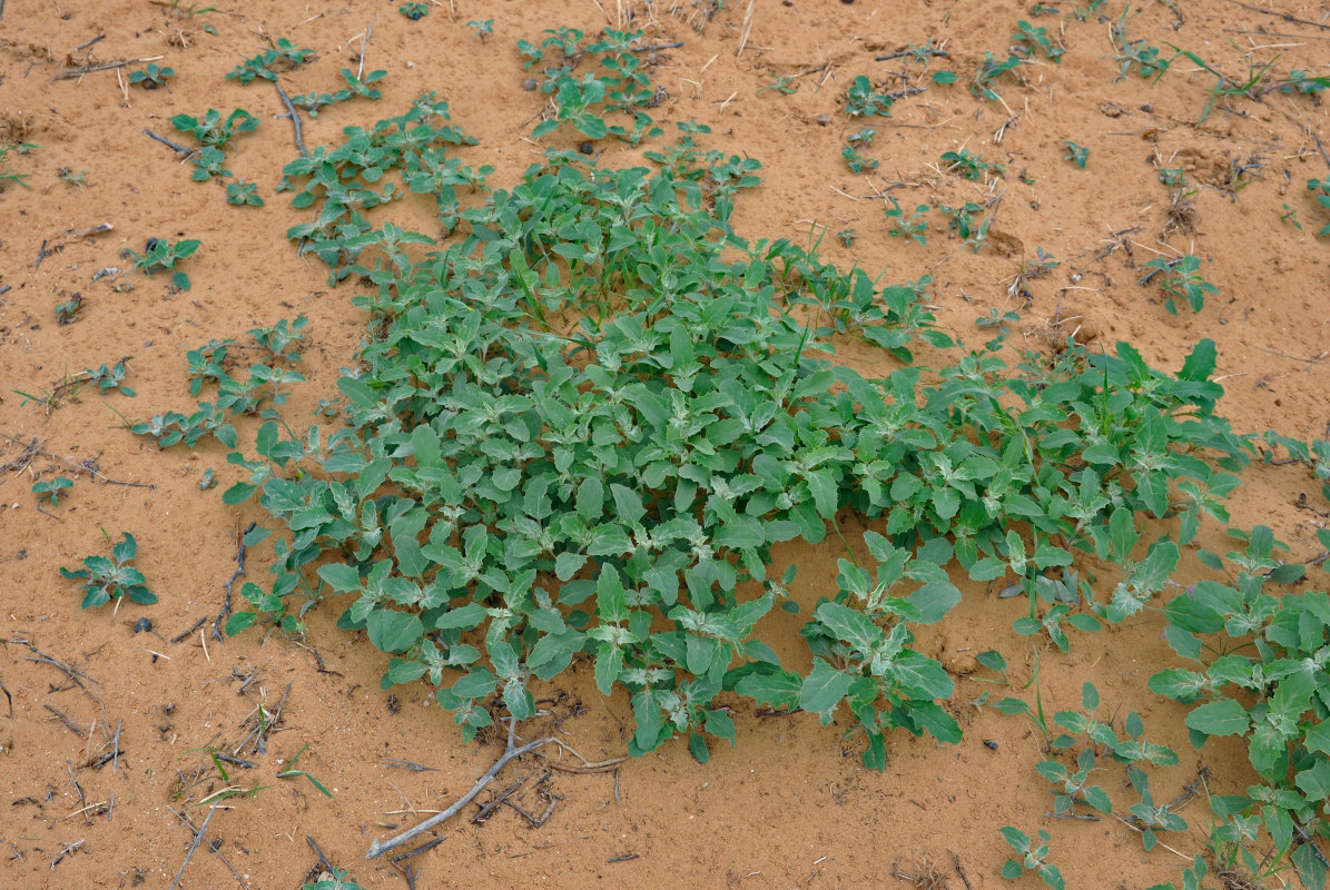 Image of Atriplex tatarica specimen.