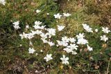 Minuartia arctica