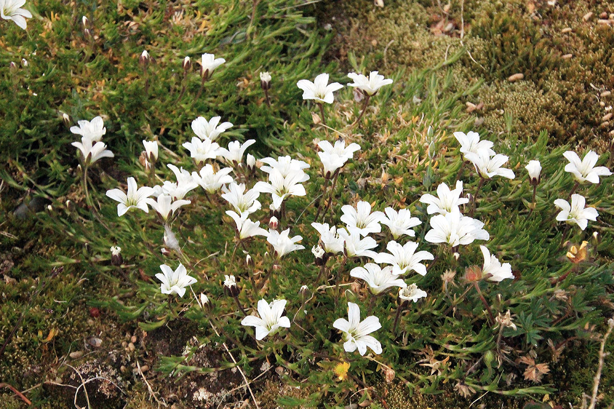 Image of Minuartia arctica specimen.