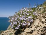 Veronica filifolia