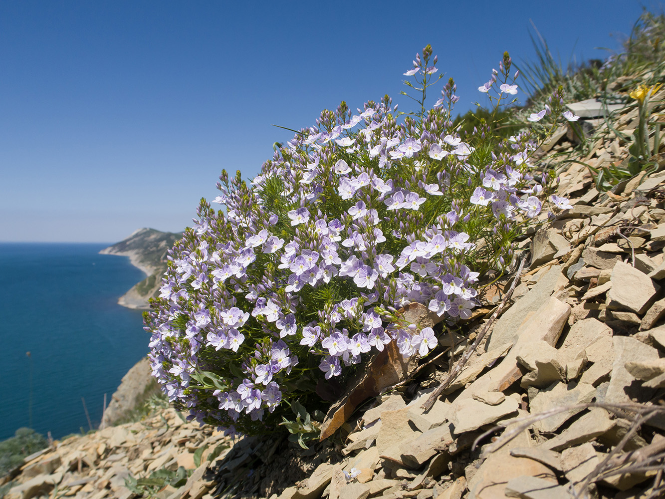 Image of Veronica filifolia specimen.