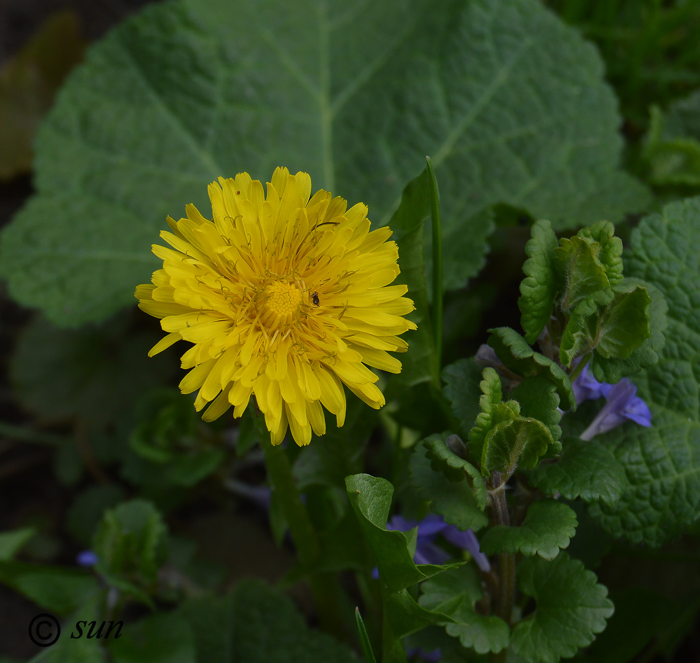 Image of Taraxacum officinale specimen.