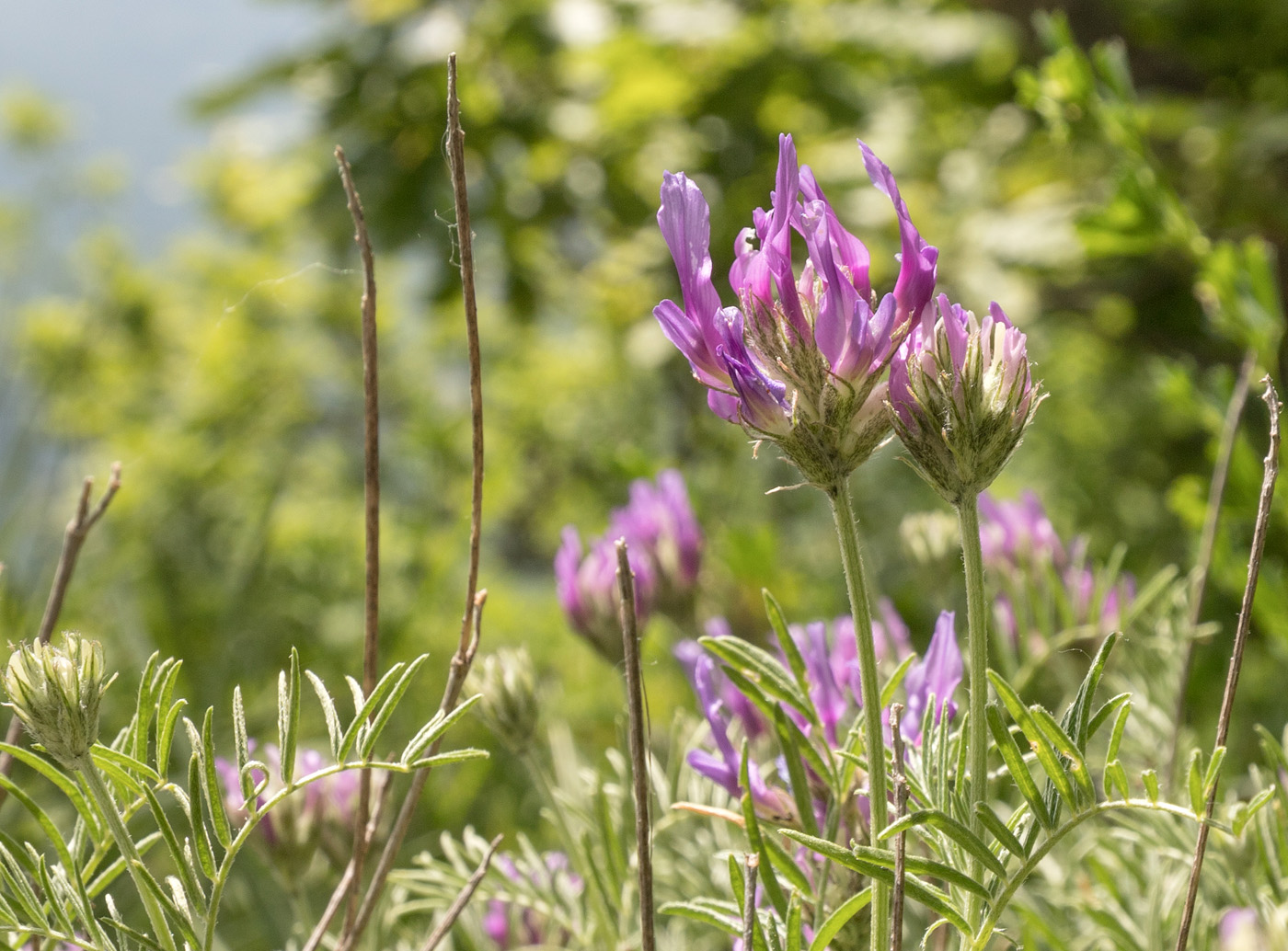 Изображение особи Astragalus circassicus.