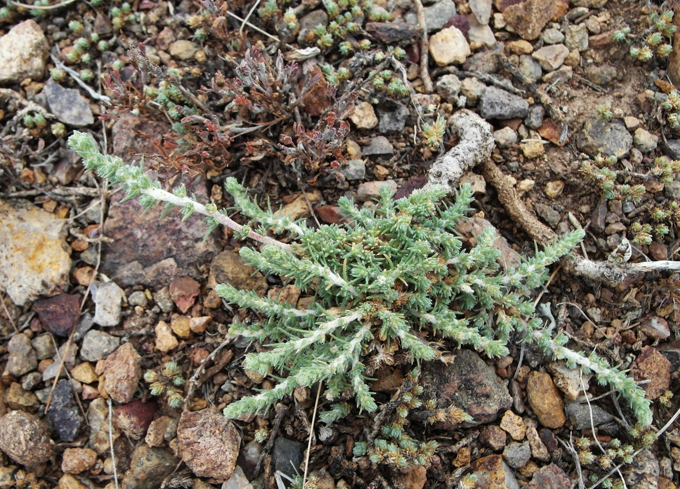 Image of genus Camphorosma specimen.