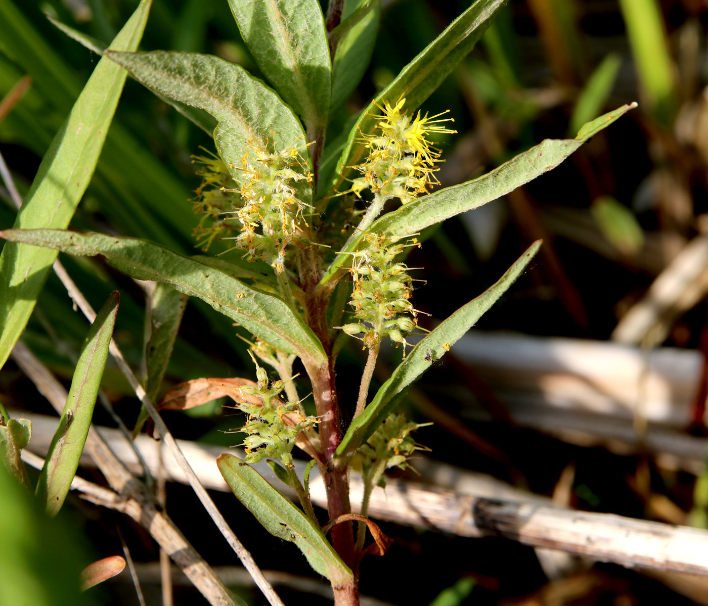 Image of Naumburgia thyrsiflora specimen.